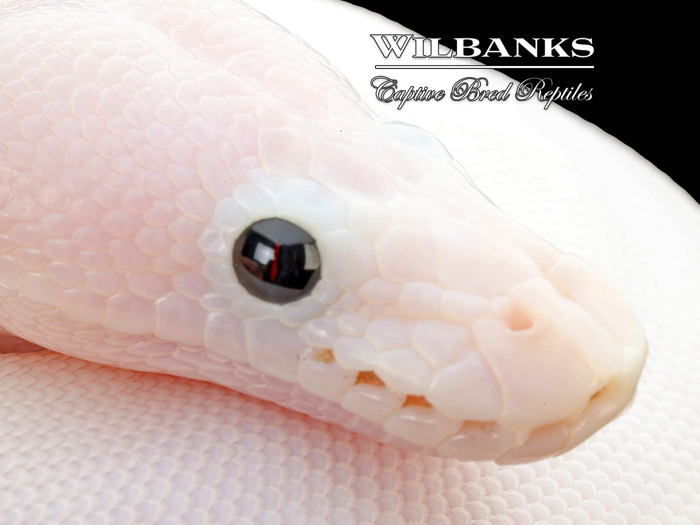 Super Fire Ball Python ♀ '25