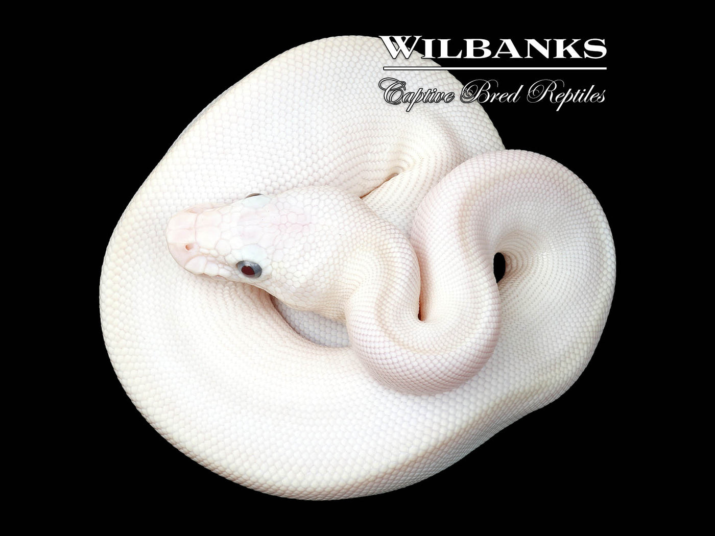 Blue Eyed Leucistic (Mojave Butter) Ball Python ♀ '25