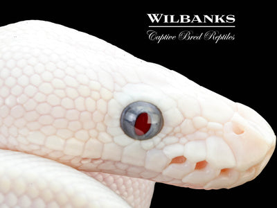 Blue Eyed Leucistic (Mojave Butter) Ball Python ♀ '25