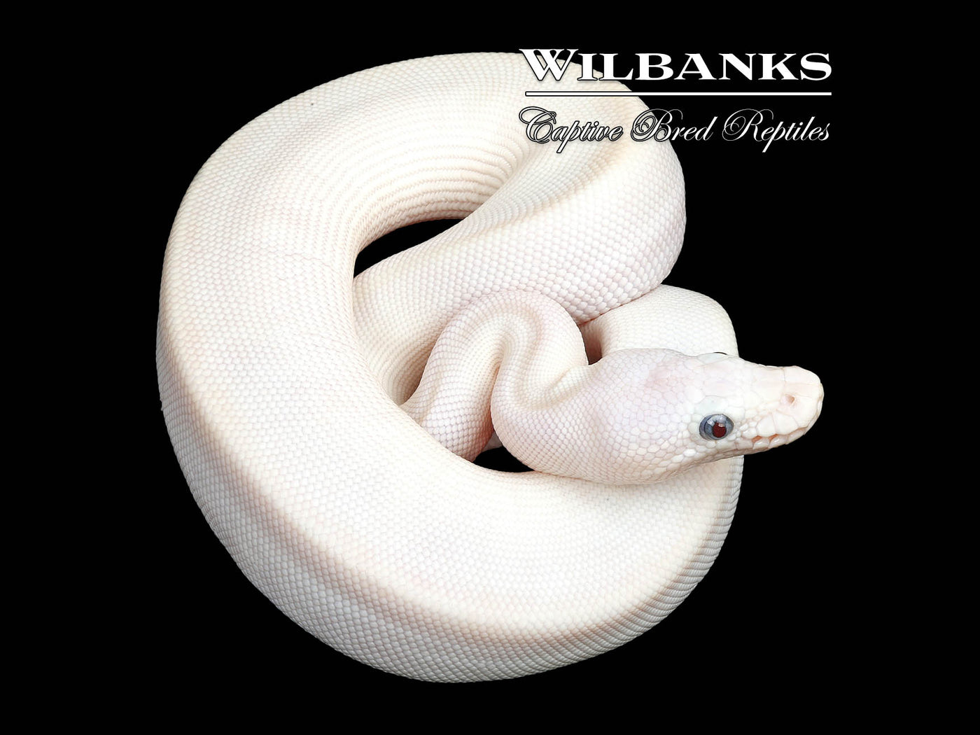 Blue Eyed Leucistic (Mojave Butter) Ball Python ♀ '25