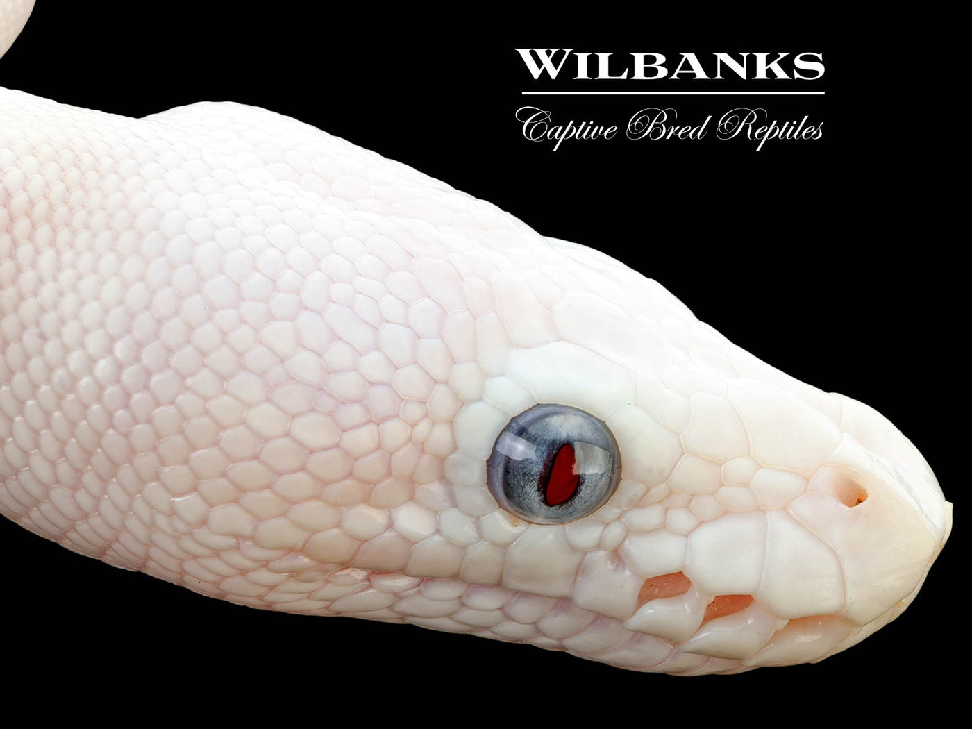 Blue Eyed Leucistic (Mojave Butter) Ball Python ♀ '25