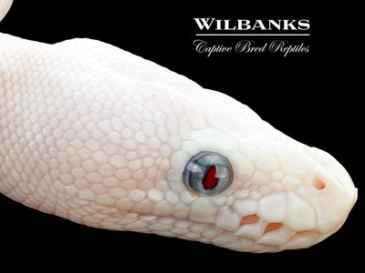 Blue Eyed Leucistic (Mojave Butter) Ball Python ♀ '25