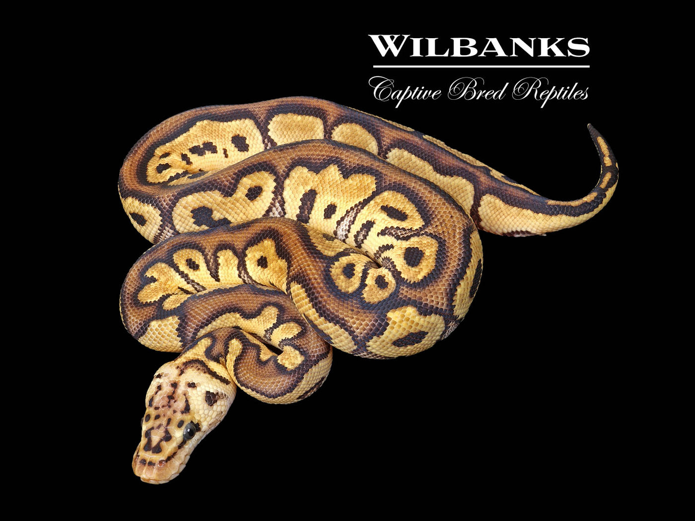 Red Stripe Pastel Clown Ball Python ♂ '25
