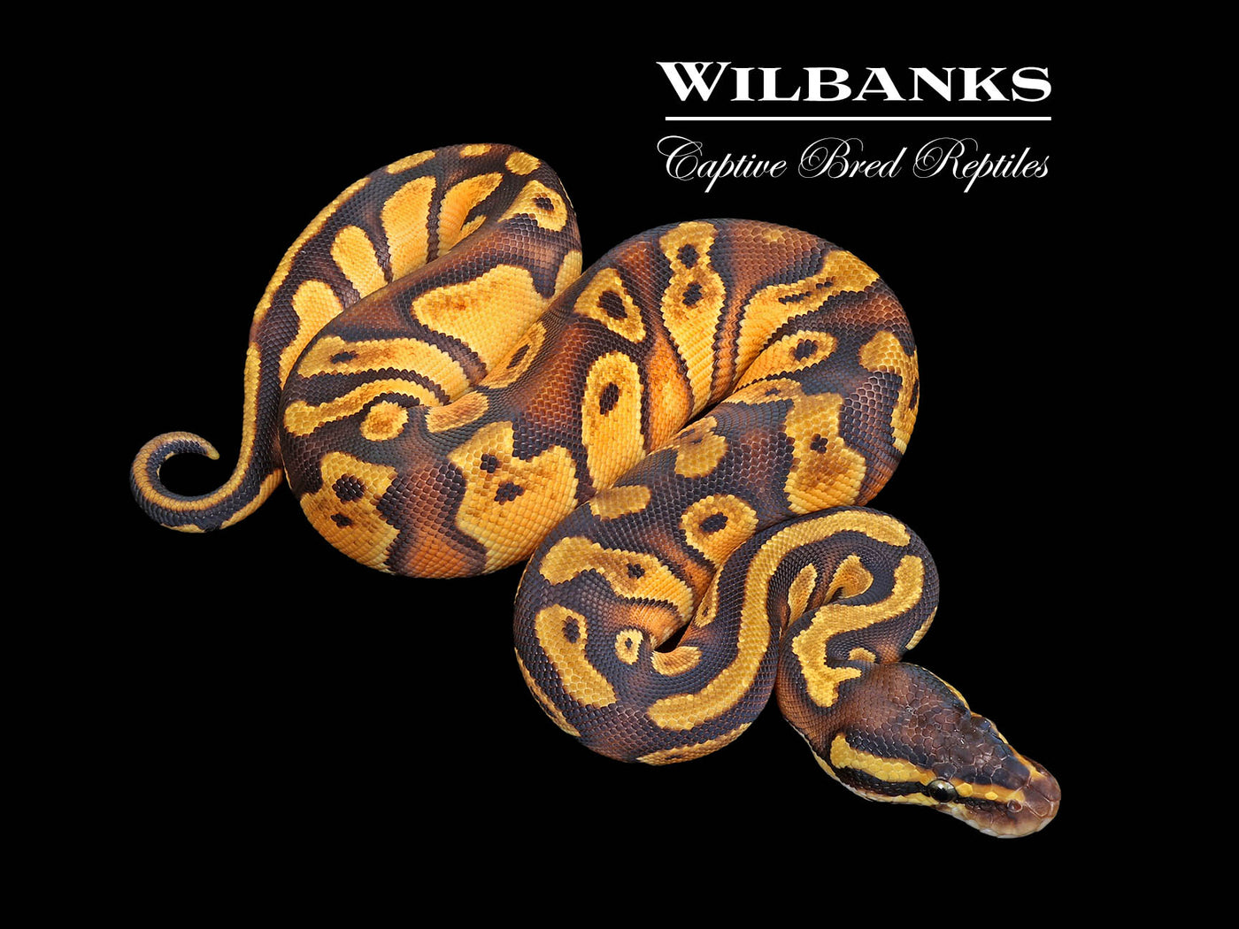 Blackhead Pastel Enchi Ball Python ♀ '25