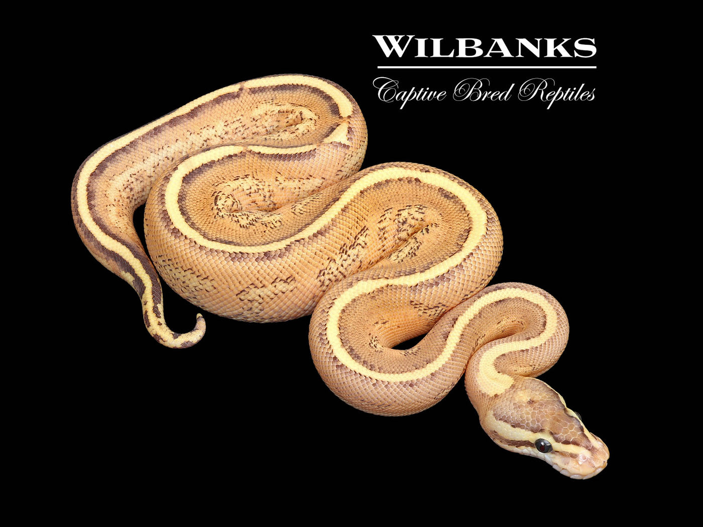 Super Spark Ball Python ♂ '25