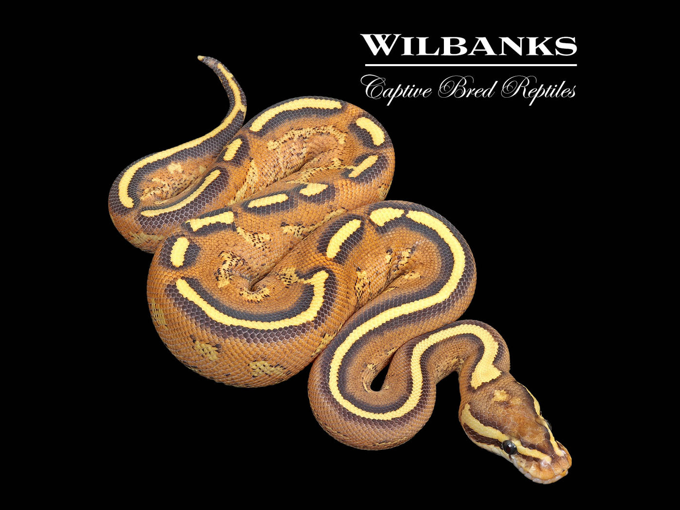 Gravel Spark Ball Python ♂ '25