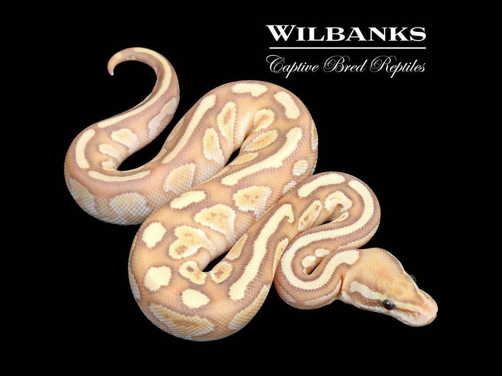 Banana Nuclear Ball Python ♂ '25 – Wilbanks Captive Bred