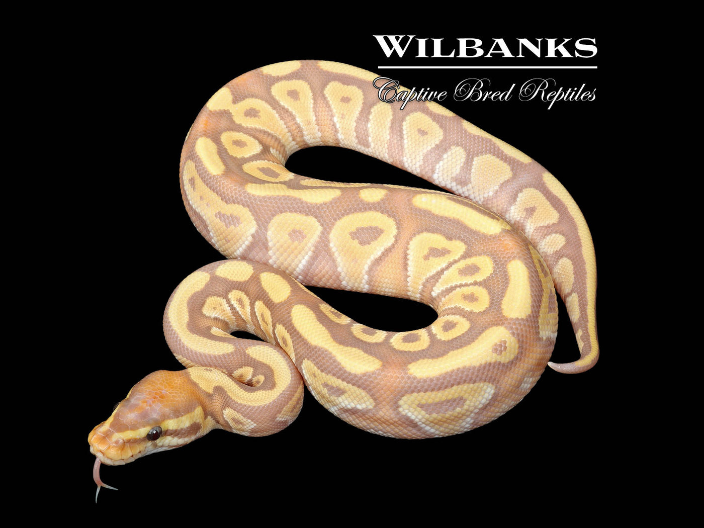 Banana Mojave Ball Python ♂ '25