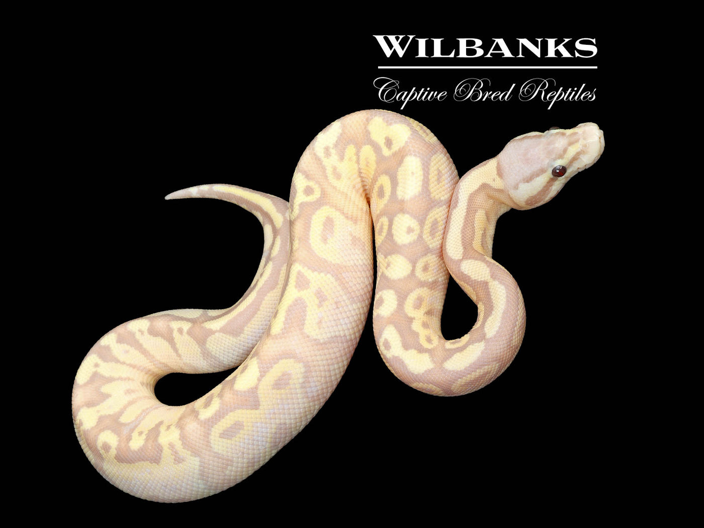 Banana FireFly Ball Python ♂ '25