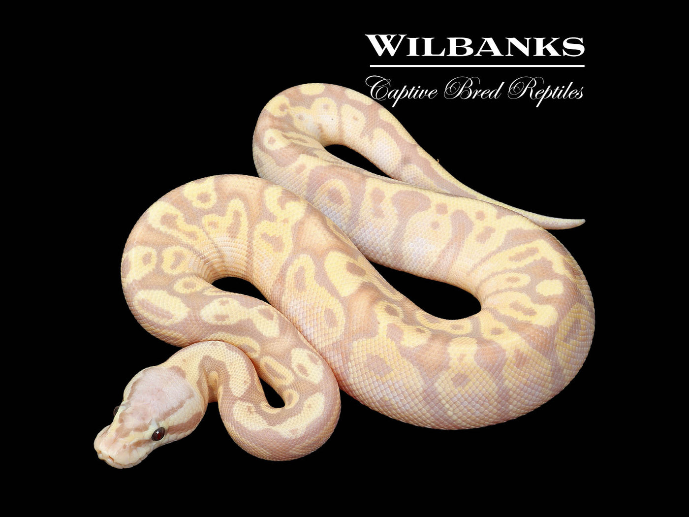 Banana FireFly Ball Python ♂ '25
