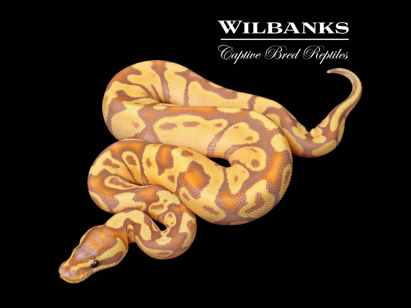 Banana Enchi Yellow Belly Ball Python ♂ '25