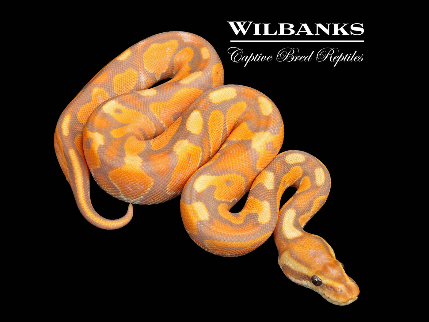 Banana Cinnamon Enchi Yellow Belly Ball Python ♂ '25