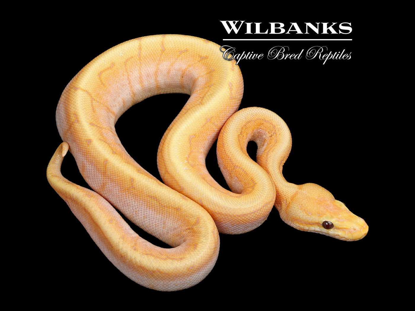 Banana Spinner Ball Python ♂ '25