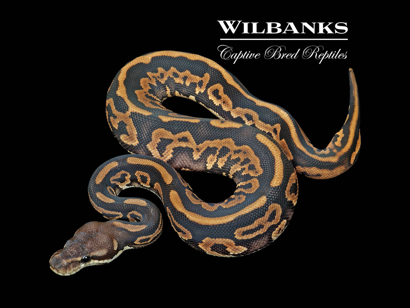 Leopard Cinnamon 100% Het. Lavender Albino Ball Python ♀ '25