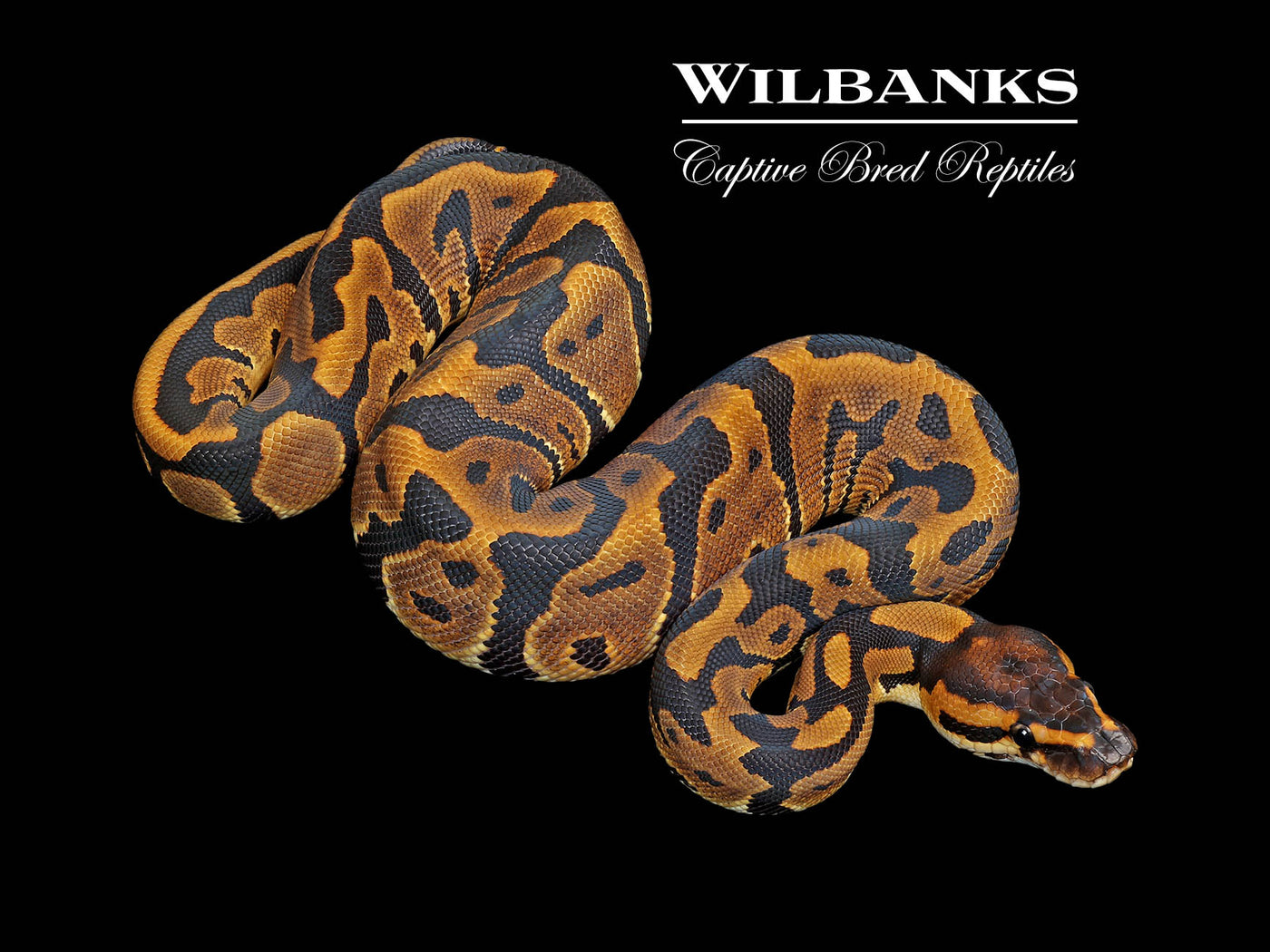 Leopard 100% DH Lavender Clown Ball Python ♀ '25