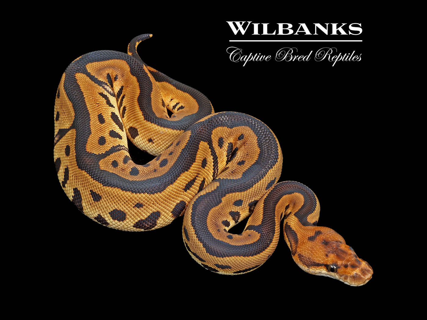 Leopard Clown 100% Het. Lavender Albino Ball Python ♀ '25