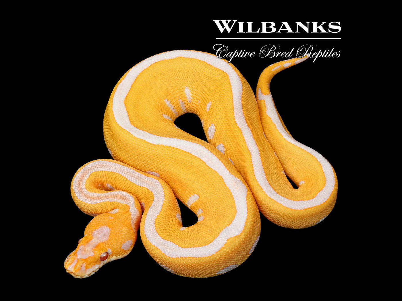 Lavender Leopard Clown Grail Ball Python ♀ '25