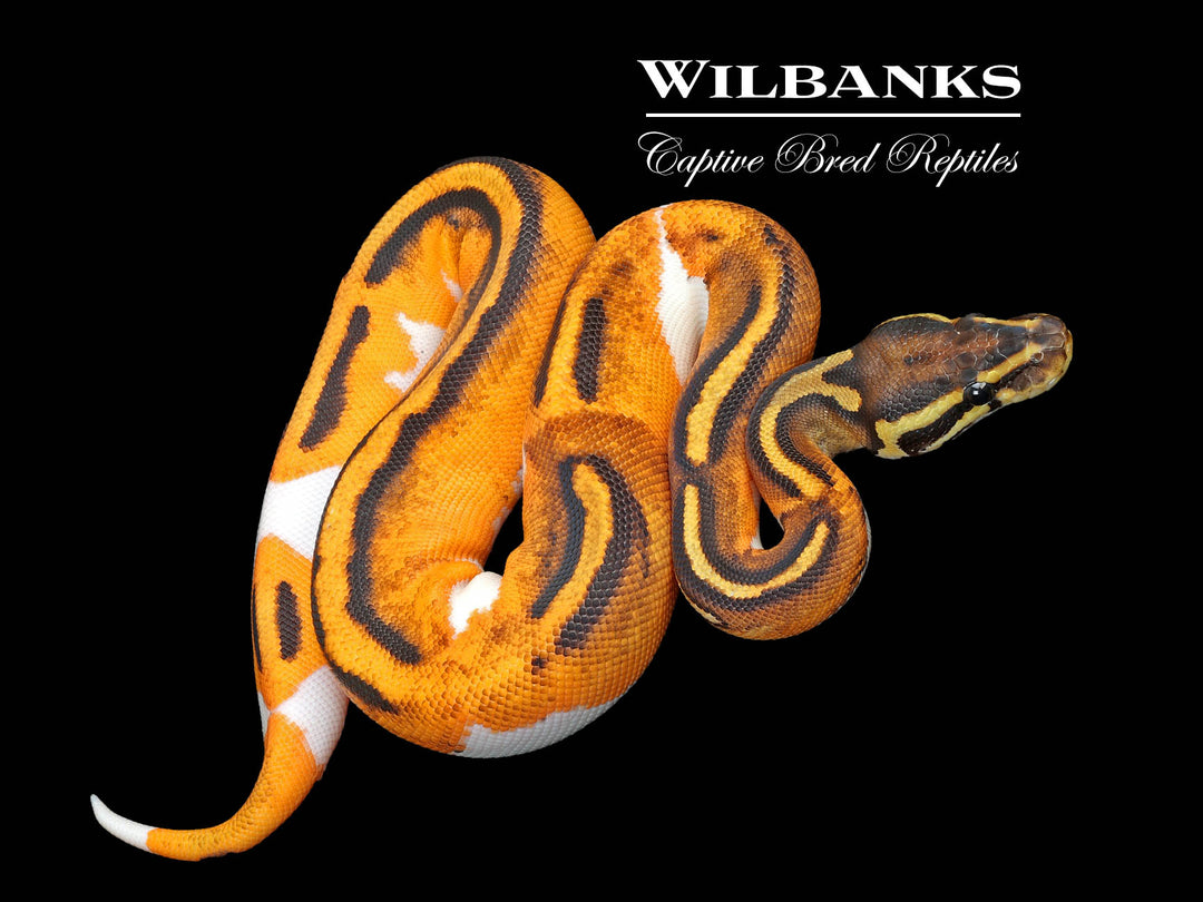 Orange Dream Blackhead Pied Ball Python ♀ '25 – Wilbanks Captive