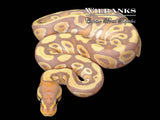 Banana Mojave Ball Python ♂ '26