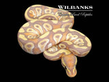 Banana Mojave Ball Python ♂ '26