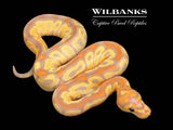 Banana Clown Ball Python ♂ '26