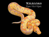 Banana Clown Ball Python ♂ '26