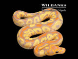 Banana Clown Ball Python ♂ '26