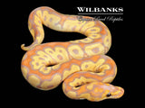Banana Clown Ball Python ♂ '26