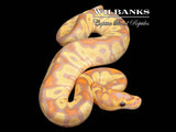 Banana Clown Ball Python ♂ '26
