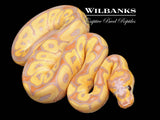 Banana Clown Ball Python ♂ '26