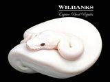 Banana Blue Eyed Leucistic (Mojave Butter) Ball Python ♂ '26