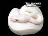 Banana Blue Eyed Leucistic (Mojave Butter) Ball Python ♀ '26