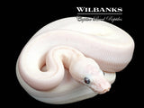 Blue Eyed Leucistic (Mojave Butter) Ball Python ♀ '26
