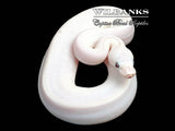 Blue Eyed Leucistic (Mojave Butter) Ball Python ♀ '26