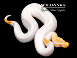 Black Pastel Albino Pied Ball Python ♂ '26