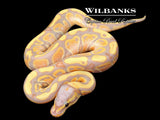 Banana Ball Python ♂ '26