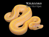Banana Pinstripe Ball Python ♀ '26