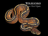 Cinnamon Sugar Yellow Belly Ball Python ♀ '26