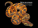 Cinnamon Enchi Ball Python ♂ '26