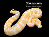 Albino Ball Python ♂ '26