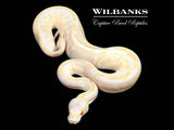 Mojave GHI Candy Ball Python ♀ '26