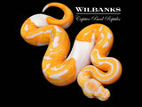 Dreamsicle Lavender Pied Ball Python ♀ '26