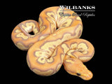 GHI Banana Clown Ball Python ♂ '26