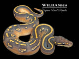 Blackhead Orange Crush Orange Dream Mojave Yellow Belly Ball Python ♂ '26