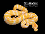 Lavender Albino Enchi 100% Het. Pied Ball Python ♂ '26