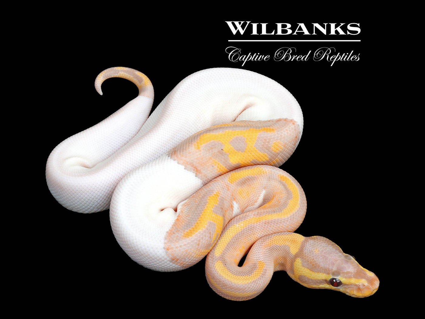Banana Pied Ball Python ♂ '25