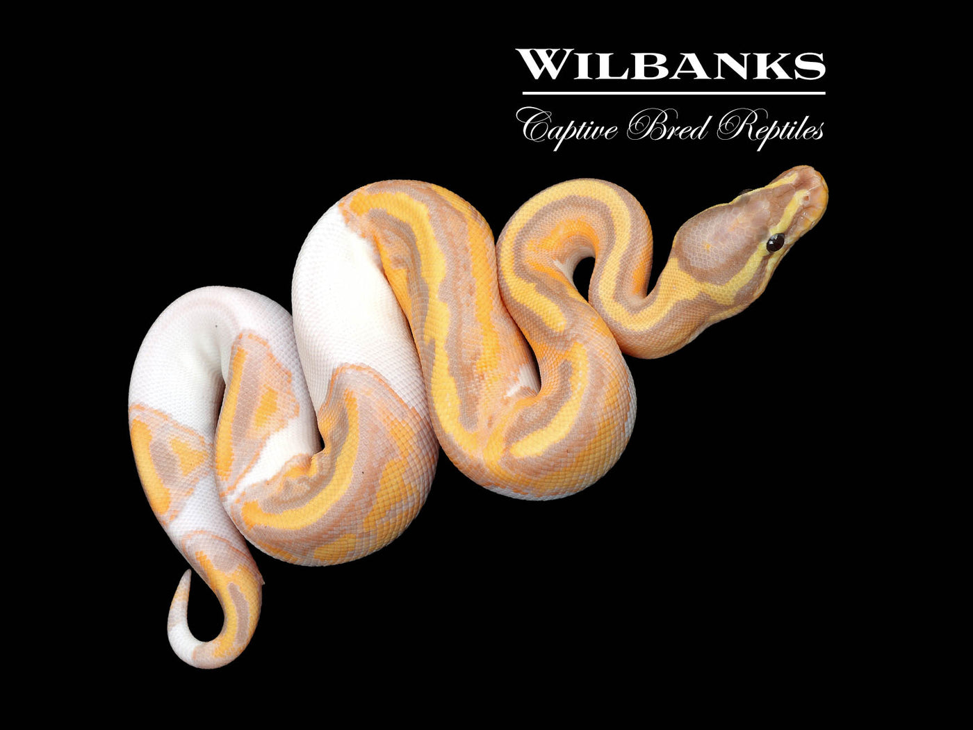 Banana Pied Ball Python ♂ '25
