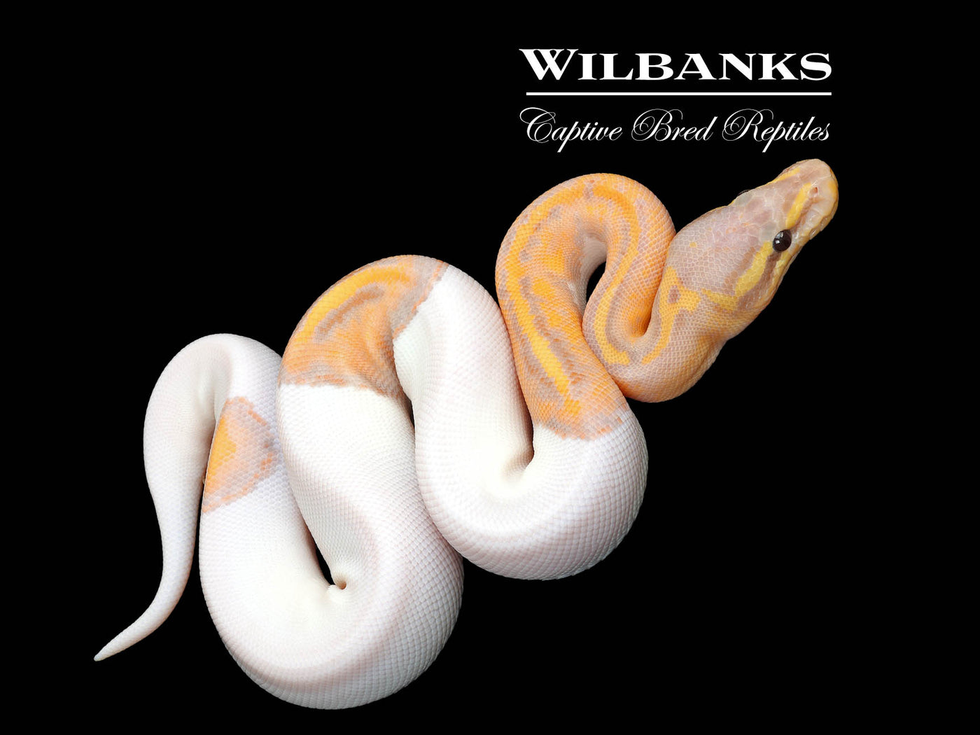 Banana Mahogany Pied Ball Python ♂ '25