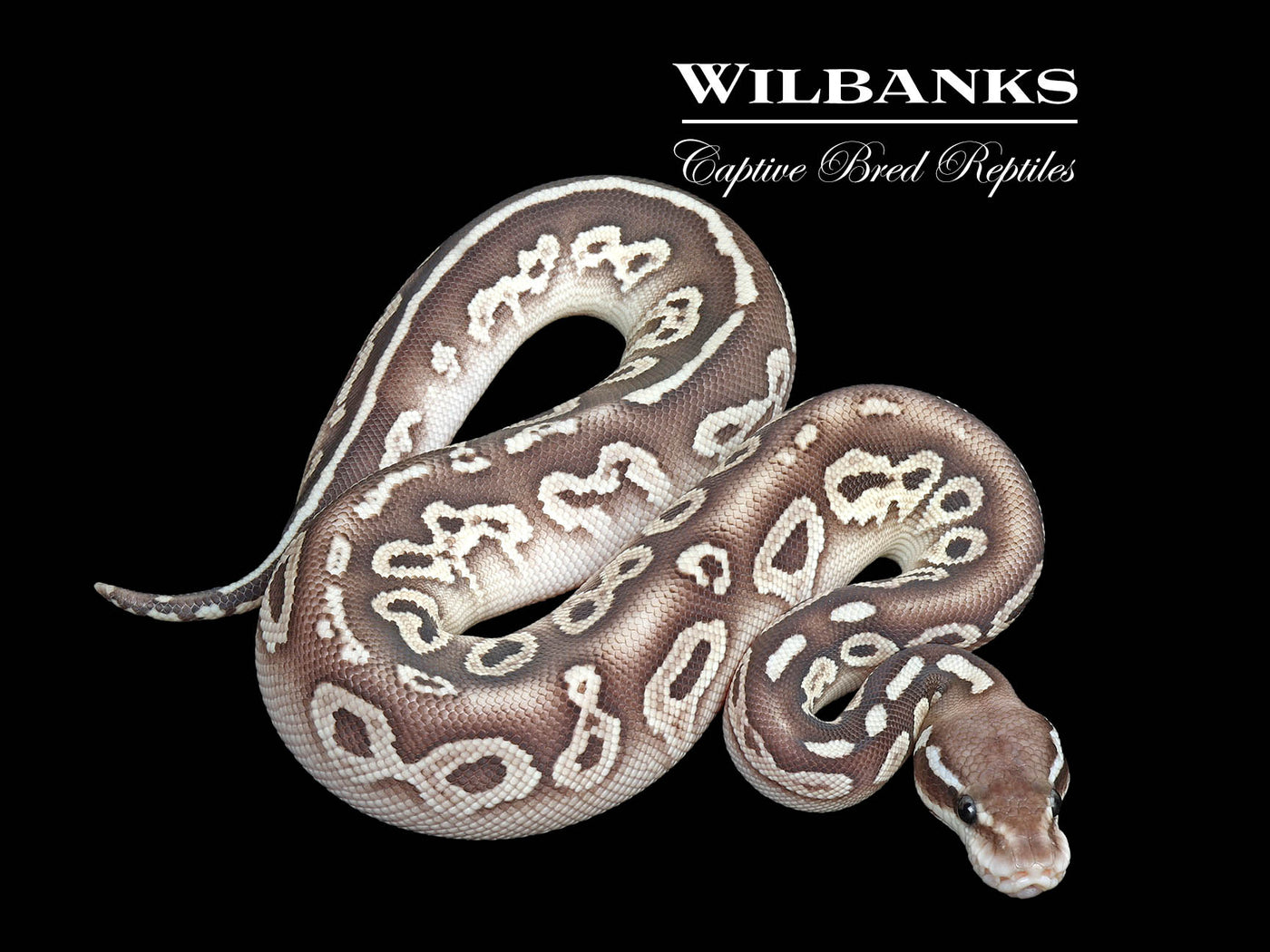Black Pewter Butter Yellow Belly Ball Python ♂ '25