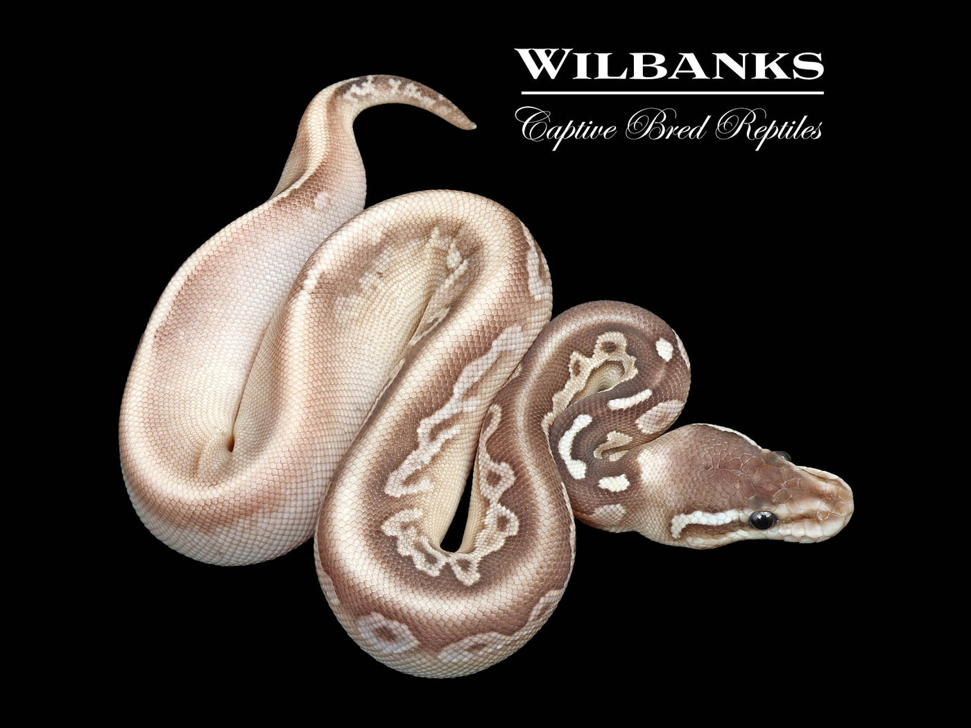 Black Sugar Pewter Butter Yellow Belly Ball Python ♀ '25